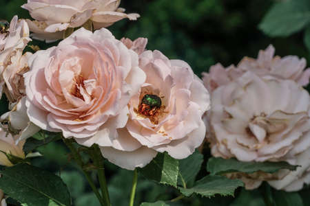 Closeup harmful insects on roses at gardenの写真素材