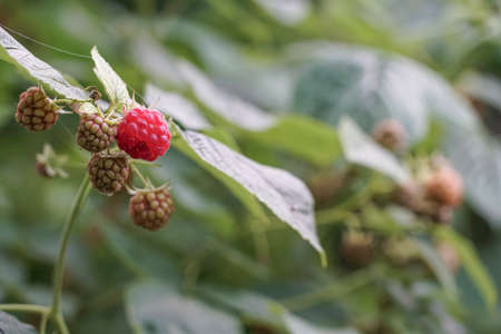 ripe raspberries at garden in summer