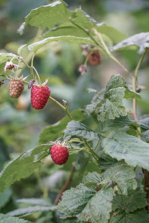 ripe raspberries at garden in summer