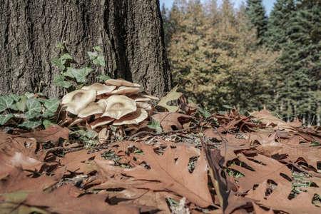 closeup of wild mushrooms in a park during autumnの写真素材