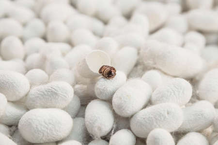 Silkworm chrysalis on white cocoon backgroundの写真素材