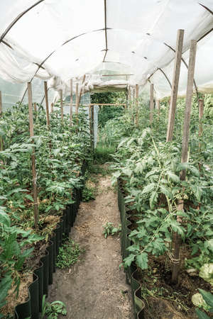 tomato plants inside of a greenhouse