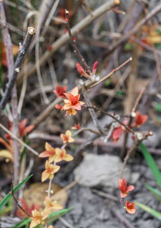 Closeup leaves bud and branches on garden in spring