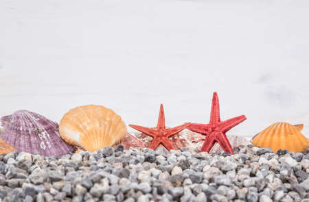 Summer background with colorful seashells