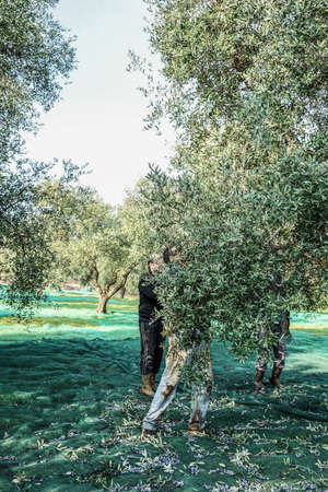 Workers at olive harvesting in small village in Puglia region in south of Italy.のeditorial素材
