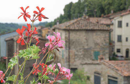 Colorful spring flowers against buildings in Tuscany,  Italyのeditorial素材
