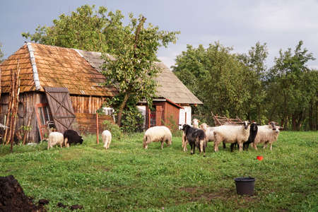 white and black sheep on meadow in a farm during springの写真素材