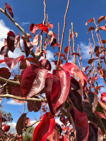 red leaves on a tree against sky in autumn