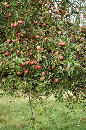 ripe red apples on a tree in a gardenの写真素材