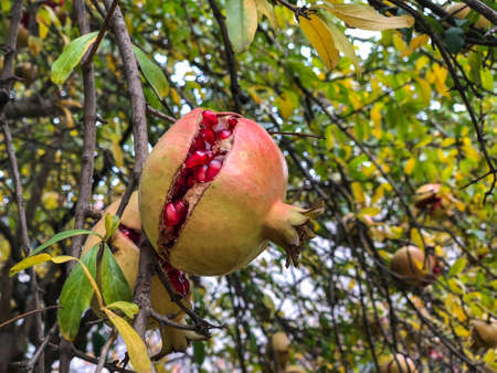 close up ripe open pomegranate fruit on a tree in autumnの写真素材