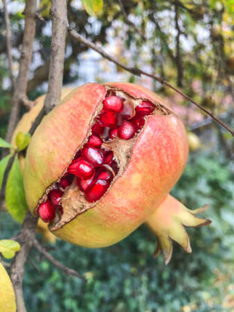 closeup of a ripe pomegranate fruit on tree in autumn