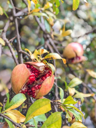 An opened ripe pomegranate fruit on tree in autumn