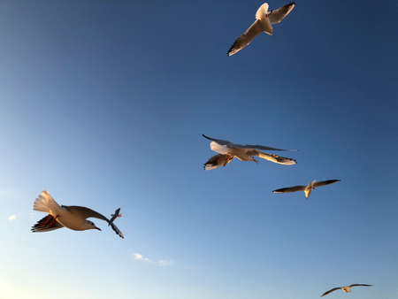 A flock of seagulls flying in the sky with copy spaceの写真素材
