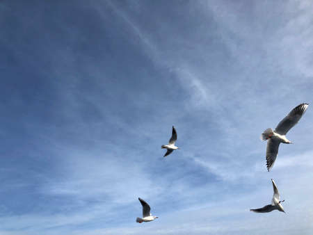 flock of seagulls flying in the sky with copy spaceの写真素材