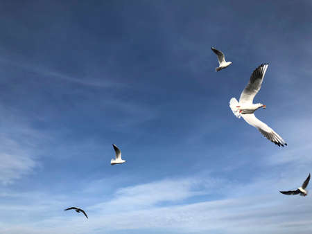flock of seagulls flying in the sky with copy space