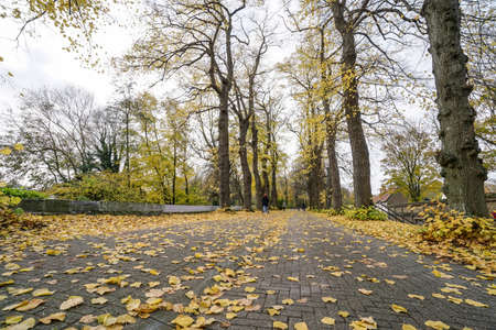 people walking at a park while leaves falling in autumn