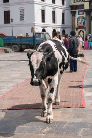 Kathmandu, Nepal - March 17, 2014; A cow in front of Pashupatinath temple in Nepal. Cow, which is sacred to Hindus, has been declared the national animal of Nepal.のeditorial素材