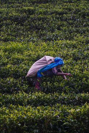 Nuwara Eliya, Sri Lanka - October 03, 2018; A woman worker picking tea leaves on field in Sri Lanka.のeditorial素材
