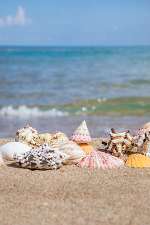 Closeup of a seashells on a sandy beach against sea in summer