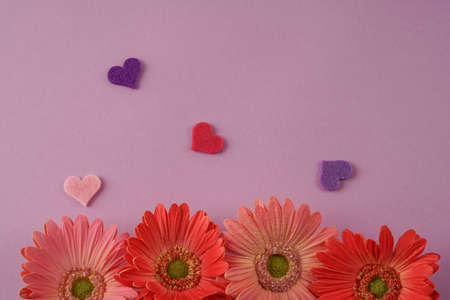 Gerbera daisy flowers and hearts on purple background with copy spaceの写真素材