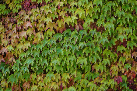 A natural background with colorful ivy leaves