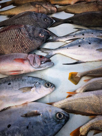 background with variety of fishes at fishmarketの写真素材
