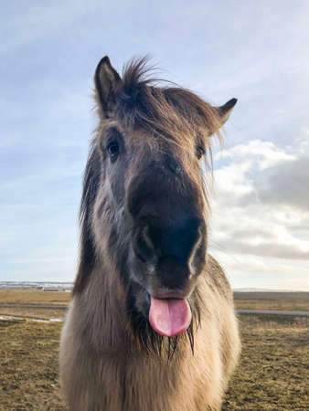 closeup of a funny Icelandic horse stick out its tongueの写真素材