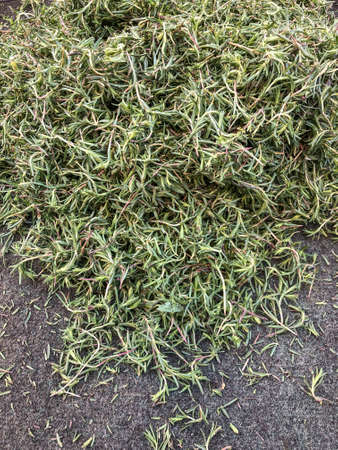 pile of fresh lemon thyme as a backgroundの写真素材