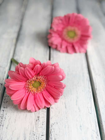 pink gerbera daisy flowers on a wooden backgroundの写真素材