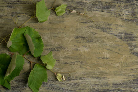natural background with fresh grape leaves on green with copy spaceの写真素材