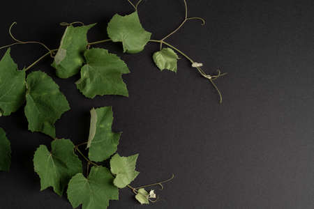 natural background with green grape leaves on black with copy spaceの写真素材