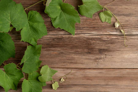 green grape leaves on a wooden background with copy spaceの写真素材