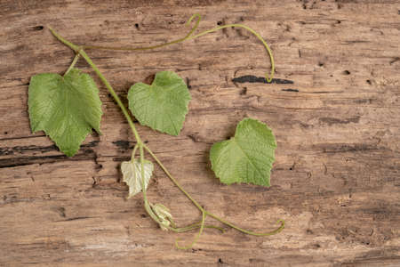 fresh green grape leaves on a wooden background with copy spaceの写真素材