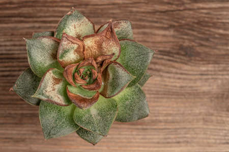 Dried succulent cactus on a wooden table with copy spaceの写真素材