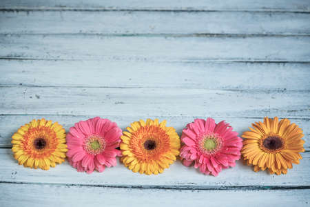 colorful gerbera daisies on a wooden background with copy spaceの写真素材