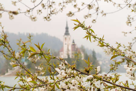spring flowers on tree against the island of Bled Lake in Slovenia, Europeの写真素材
