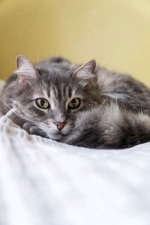 closeup of a cute tabby gray cat lying on bed