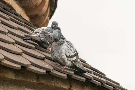closeup two pigeons on roof over white with copy space
