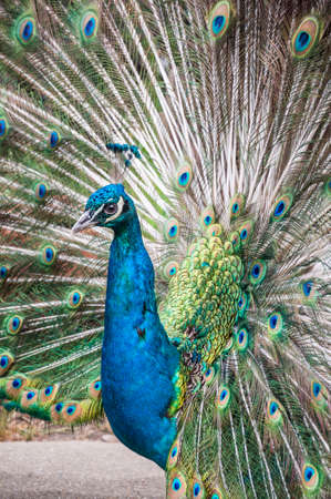 closeup of a male peacock with beautiful opened tailの写真素材