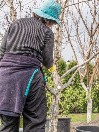 A senior woman taking care of trees on her garden to prepare for springの写真素材