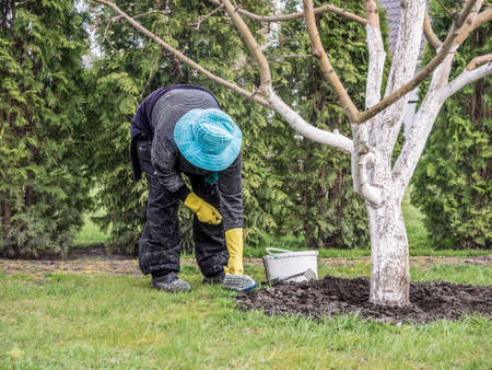 A senior woman taking care of trees on her garden to prepare for springの写真素材