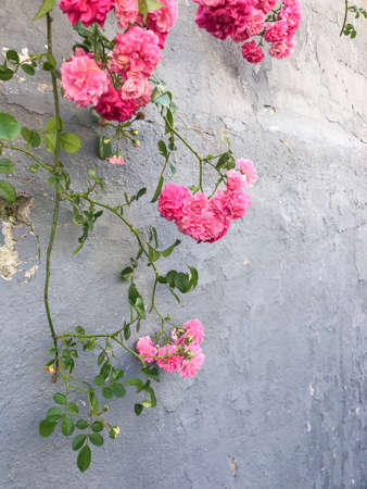 pink wild roses over a stucco wall with copy spaceの写真素材