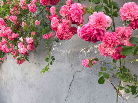 pink wild roses over a stucco wall with copy spaceの写真素材