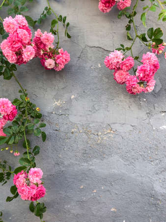pink wild roses over a stucco wall with copy spaceの写真素材