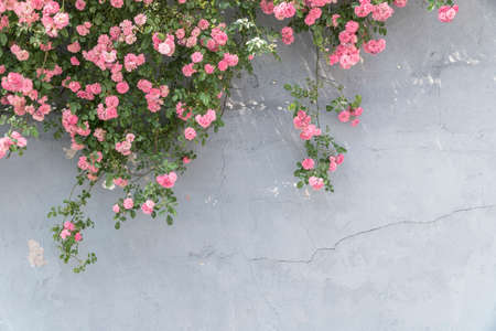 wild pink rose bushes on a stucco wall with copy spaceの写真素材