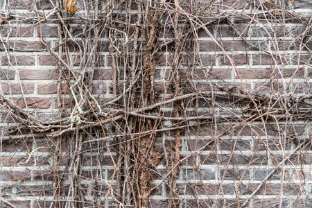Aged brick wall covered with dried ivy branches as a backgroundの写真素材