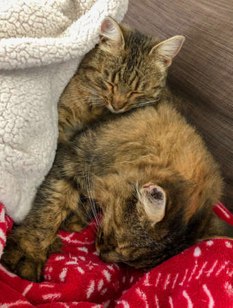 two lovely kittens sleeping under blanket on bed