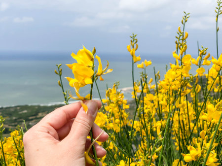 a female hand picking yellow blooming broom flower in springの写真素材