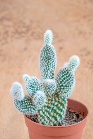 small cactus plant in the pot on a wooden table with copy spaceの写真素材