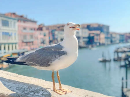 a seagull standing on the bridge against buildings in Venice, Italyの写真素材